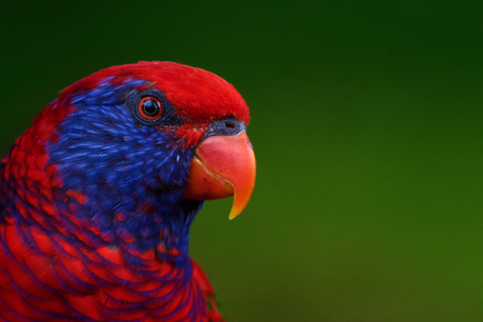 Nature & animaux